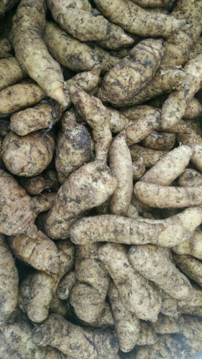 野生天麻特级