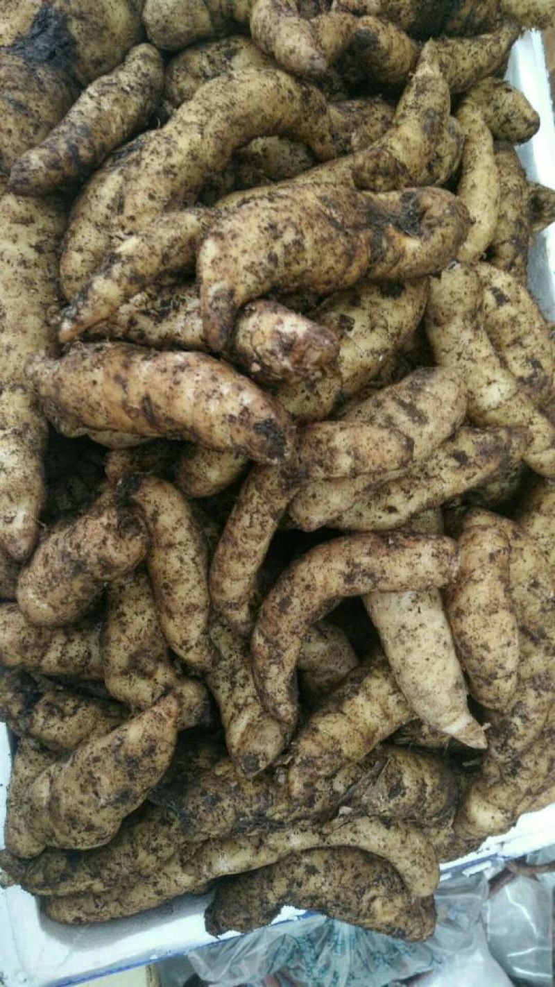 野生天麻特级