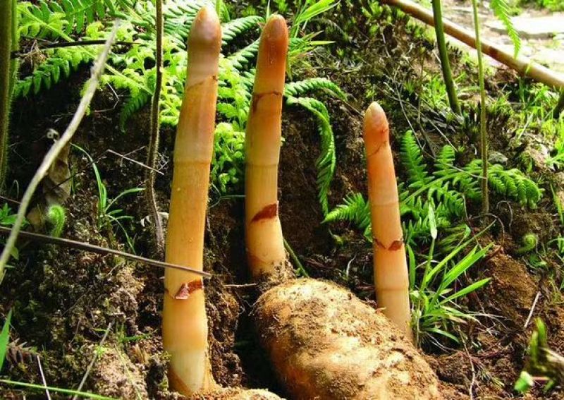 野生天麻特级