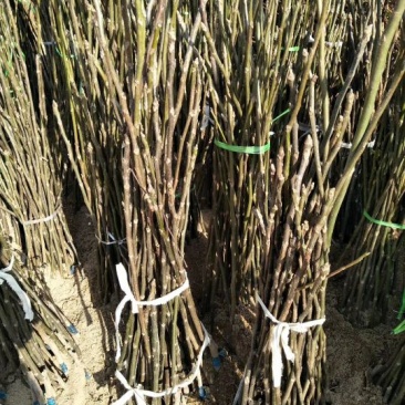 香玲核桃苗一年苗50~100cm