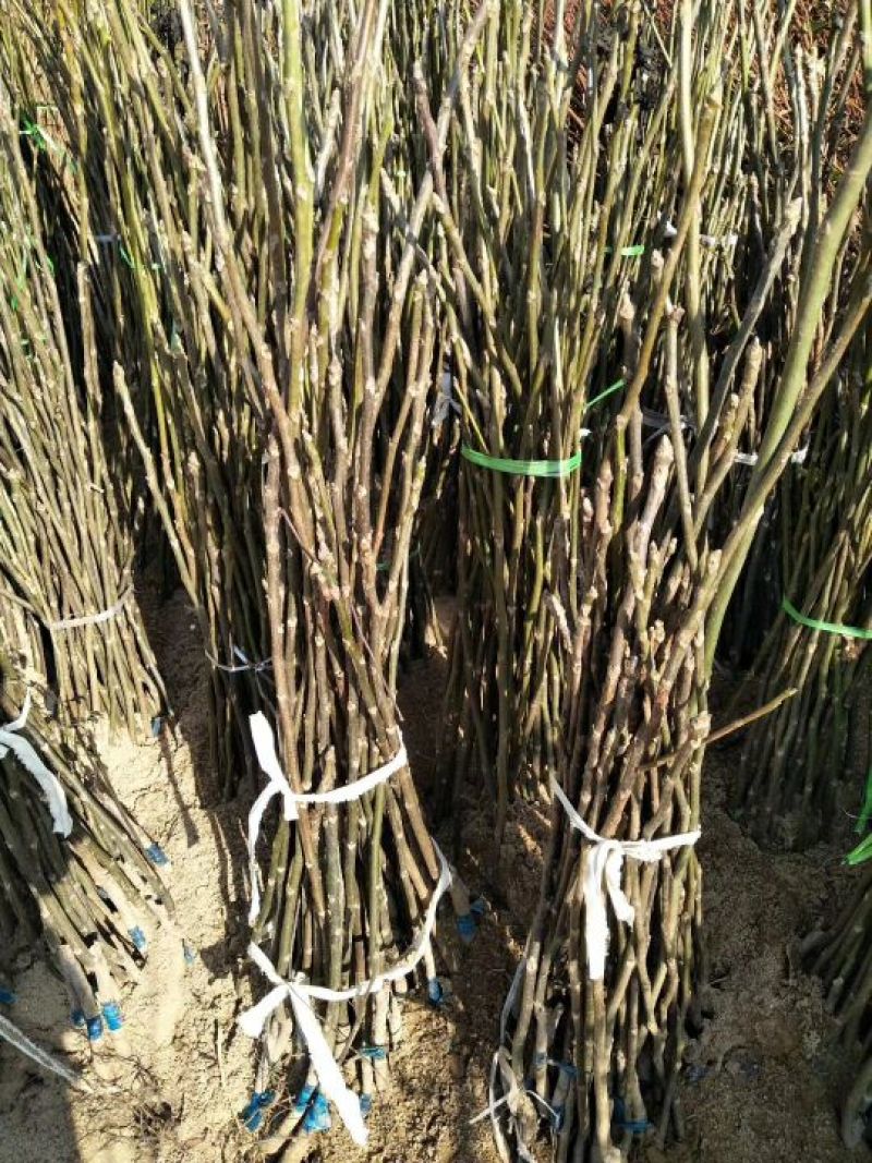 香玲核桃苗一年苗50~100cm