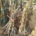 香玲核桃苗一年苗50~100cm