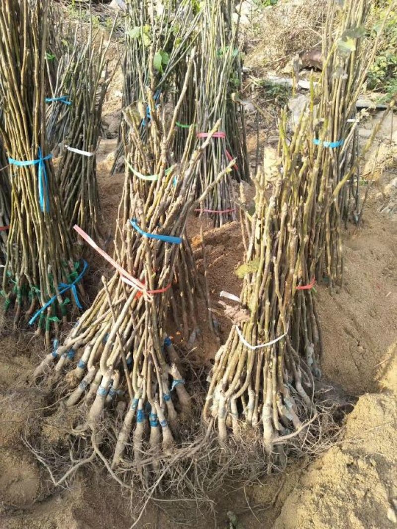 香玲核桃苗一年苗50~100cm
