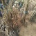 香玲核桃苗一年苗50~100cm