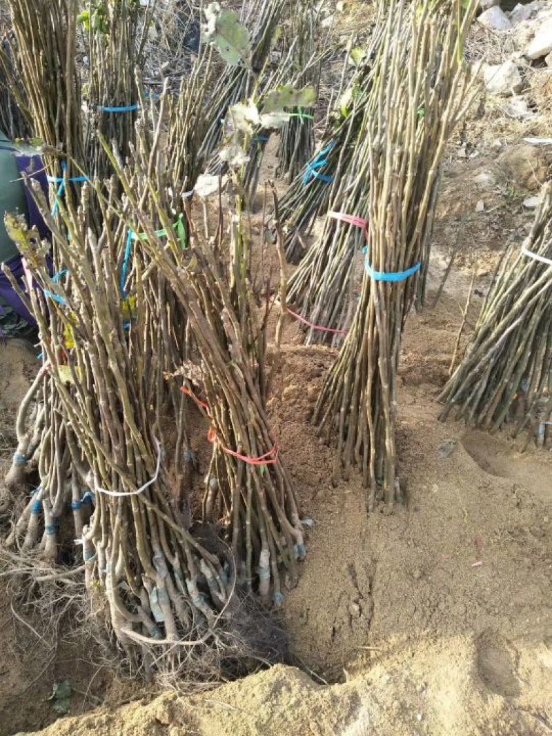 香玲核桃苗一年苗50~100cm