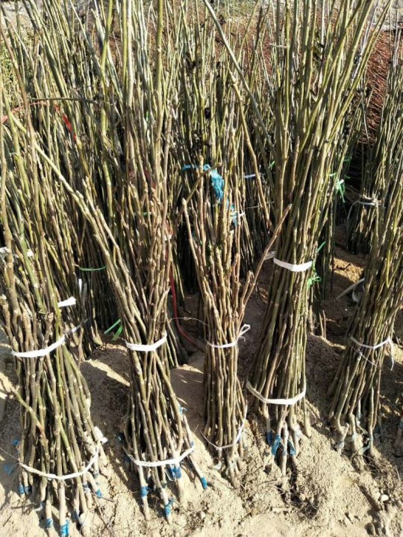 香玲核桃苗一年苗50~100cm