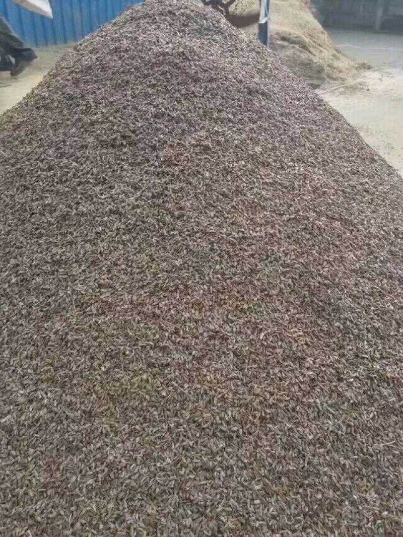白术种子98%以上