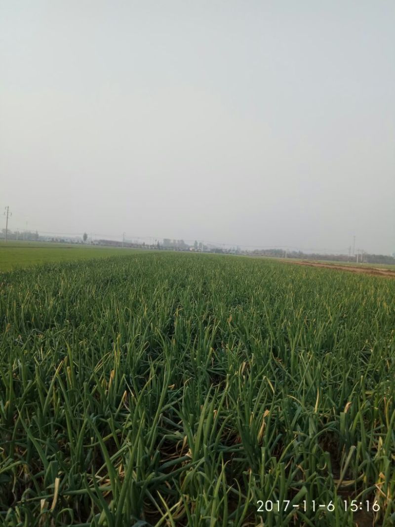 河北特产鸡腿大葱毛葱产地供应。有需要请联系