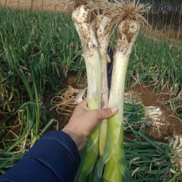 河北特产鸡腿大葱毛葱产地供应。有需要请联系