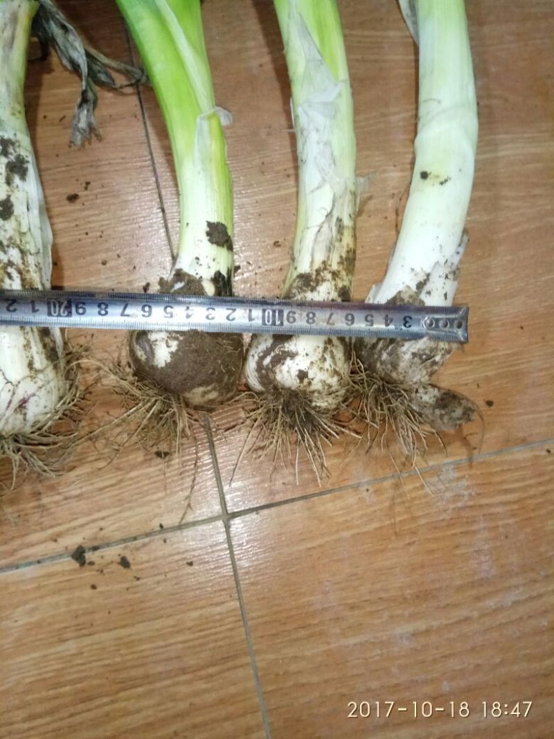 河北特产鸡腿大葱毛葱产地供应。有需要请联系