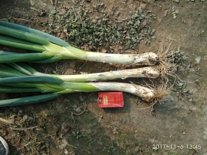 河北特产鸡腿大葱毛葱产地供应。有需要请联系