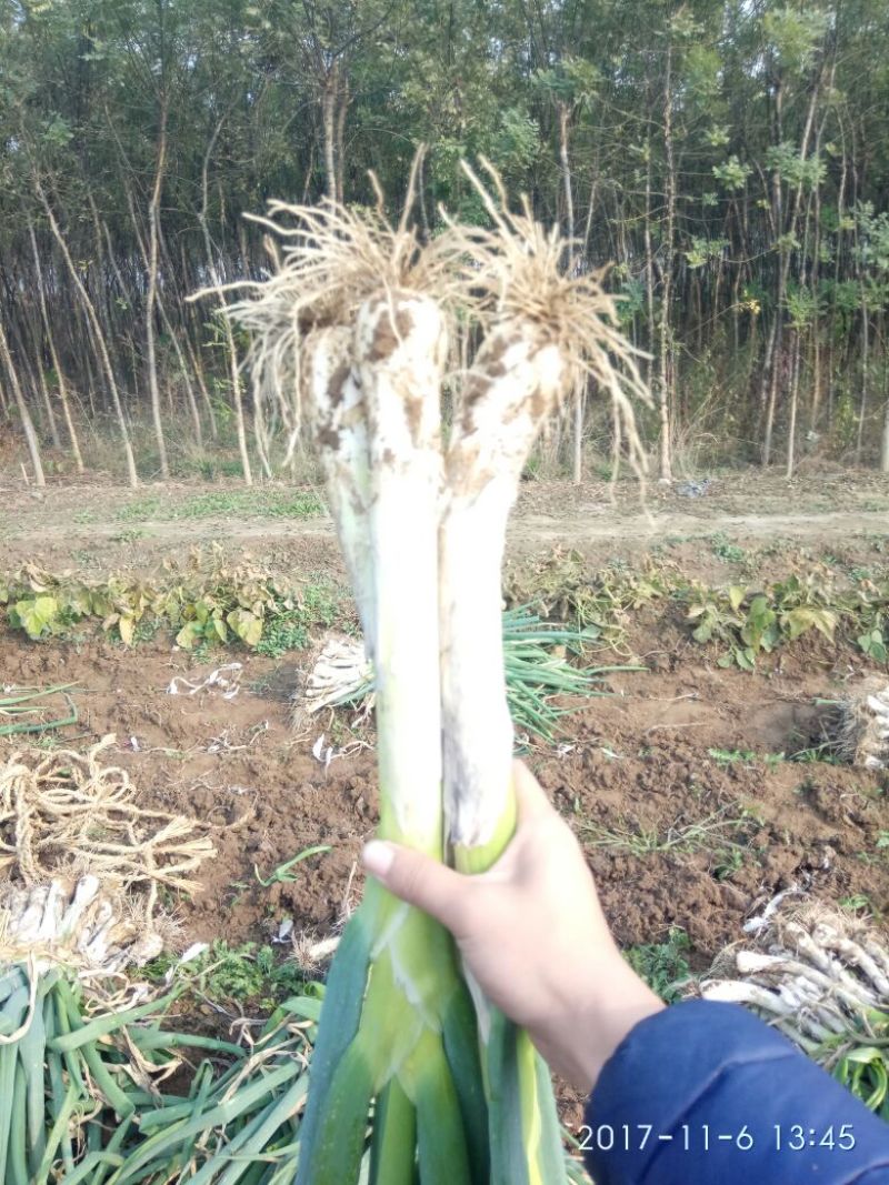 河北特产鸡腿大葱毛葱产地供应。有需要请联系