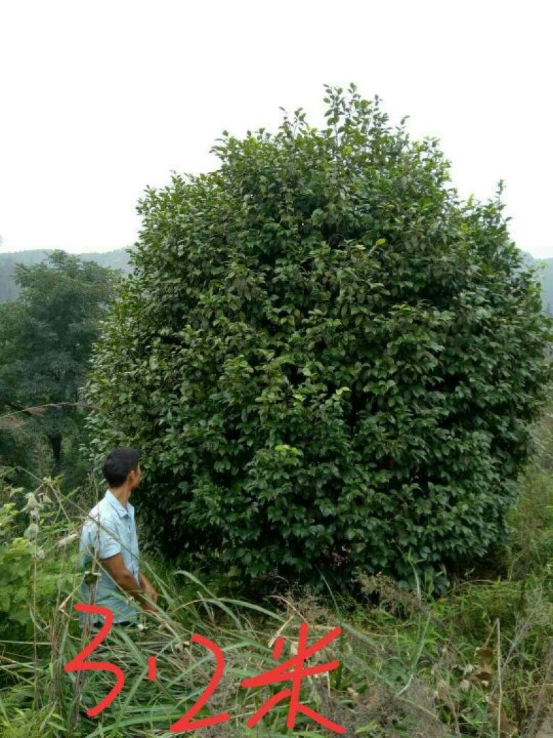 茶花树140cm以上