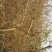 梨树8~10cm3~3.5米