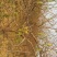 梨树8~10cm3~3.5米