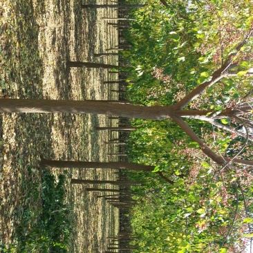 丝绵木261~300cm