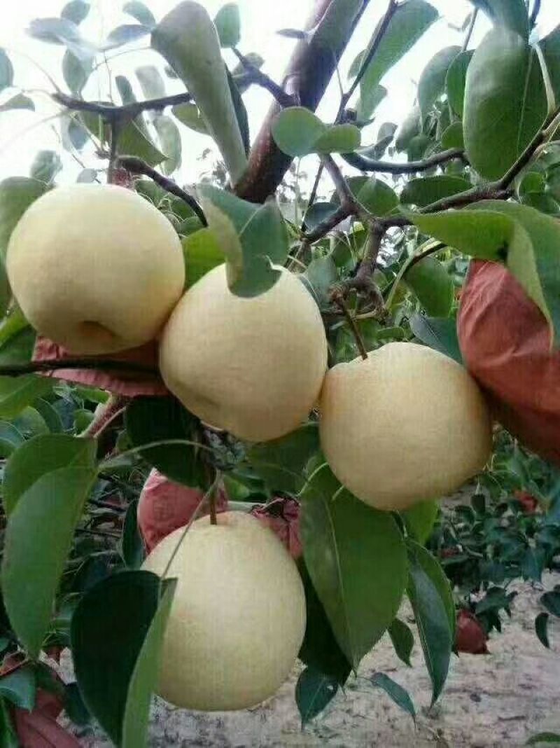 陕西，酥梨，甜度高，面细，白，冷库货，保鲜好，常年供应。