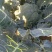 炎秀西兰花0.8~1.5斤