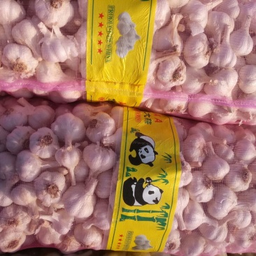 苍山大蒜，四六瓣大蒜，四六瓣白皮大蒜，大量供应