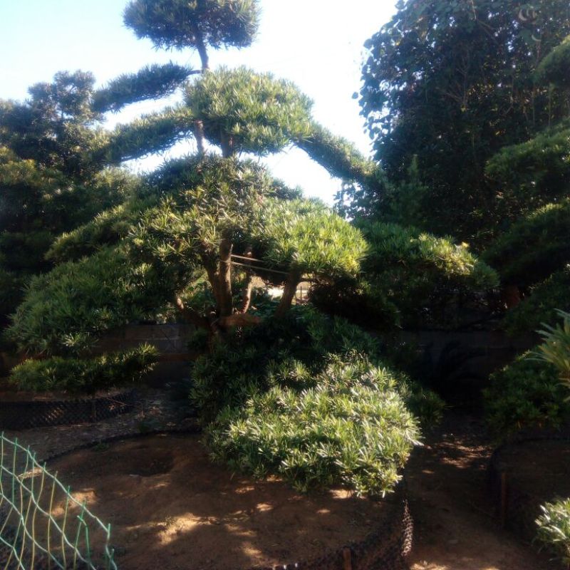 造型松14公分