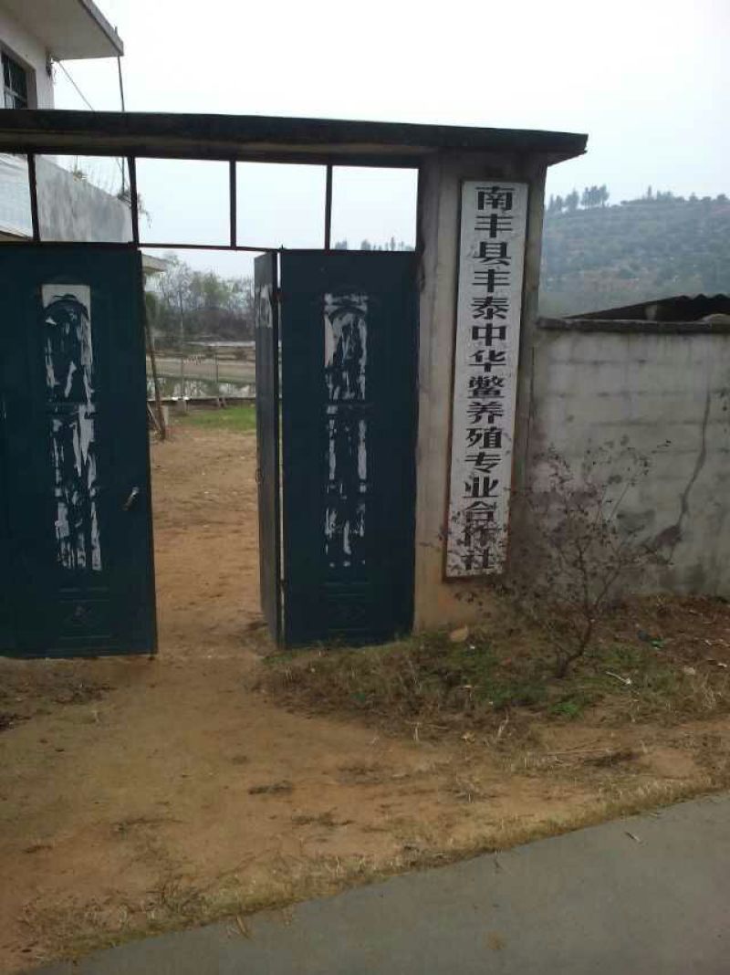 巴西龟2斤以上