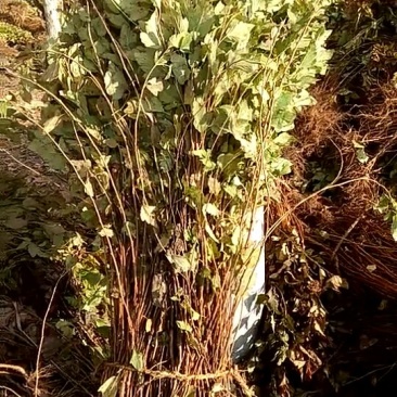 金叶风箱果树