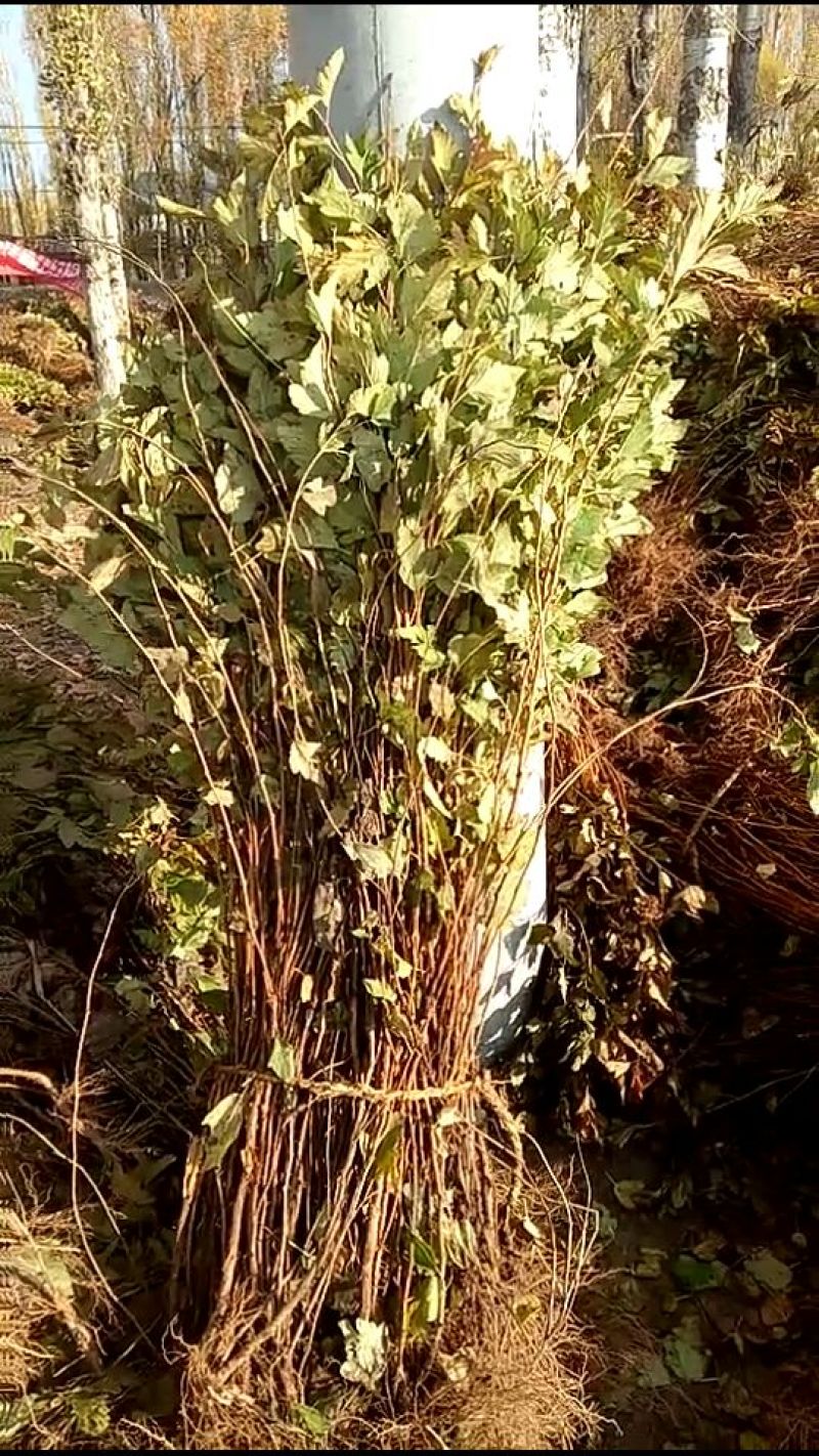 金叶风箱果树