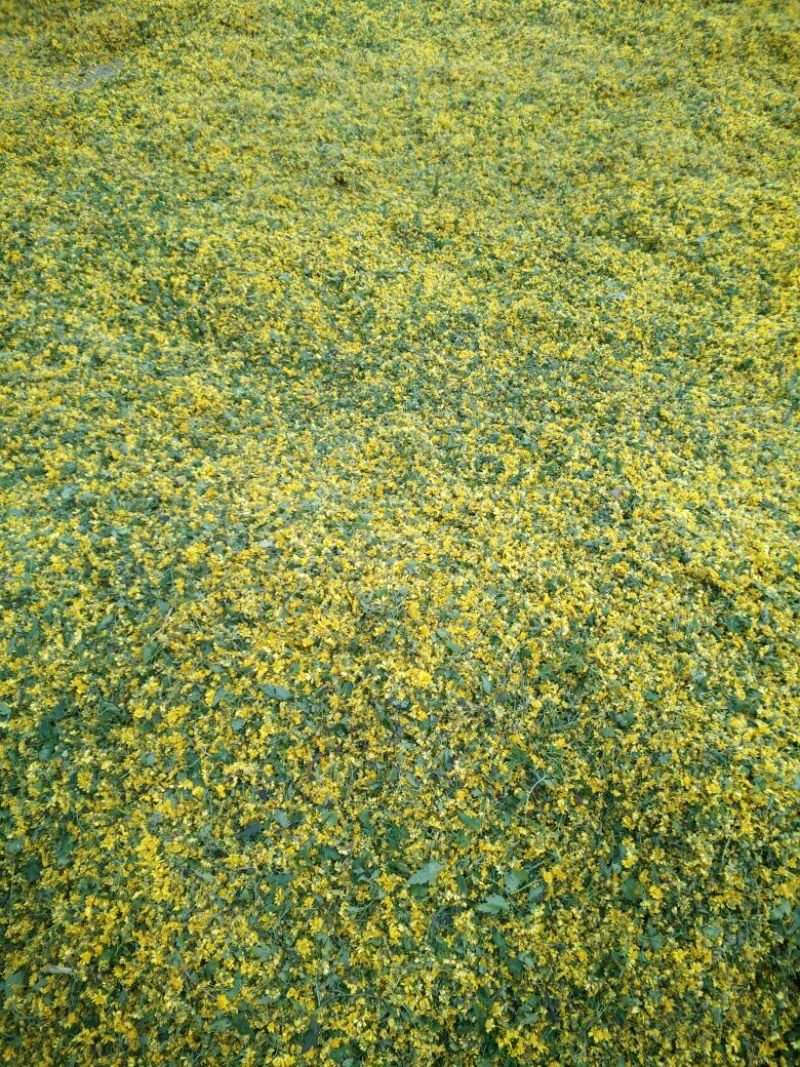 野菊花袋装