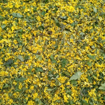 野菊花袋装