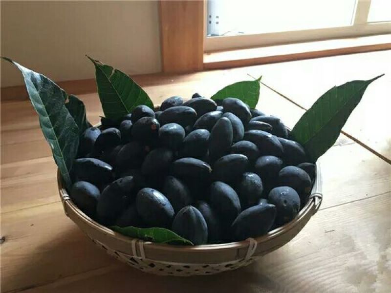 工艺橄榄，黑榄树苗两年苗当年挂果黄的也有