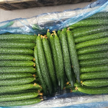 黄瓜干花带刺18~22公分