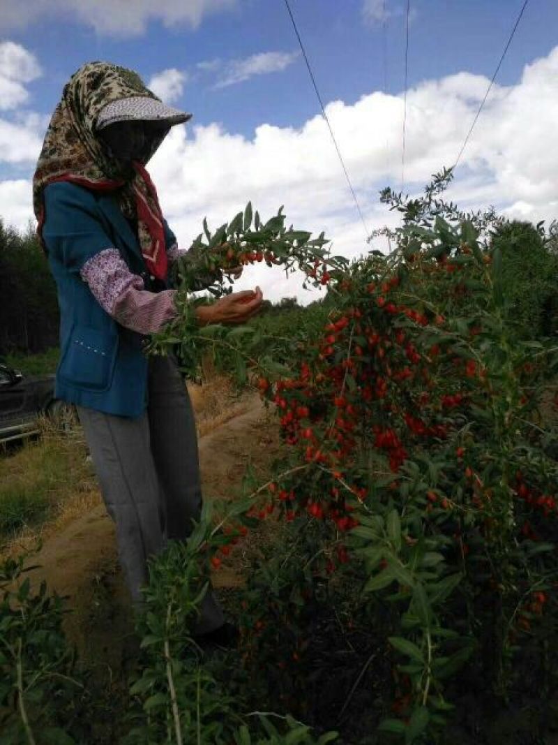 青海柴达木盆地的红枸杞，大果、干货头茬