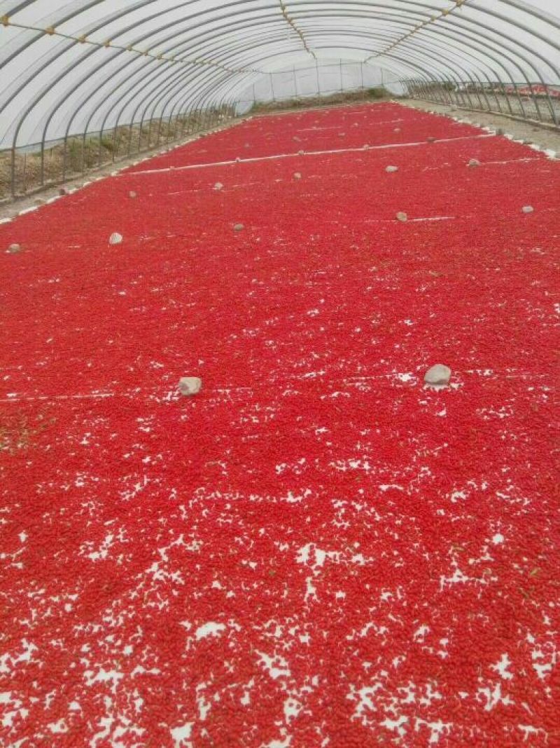 青海柴达木盆地的红枸杞，大果、干货头茬