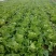 大白菜净菜7斤以上，产地直发，量大从优，欢迎来电咨询