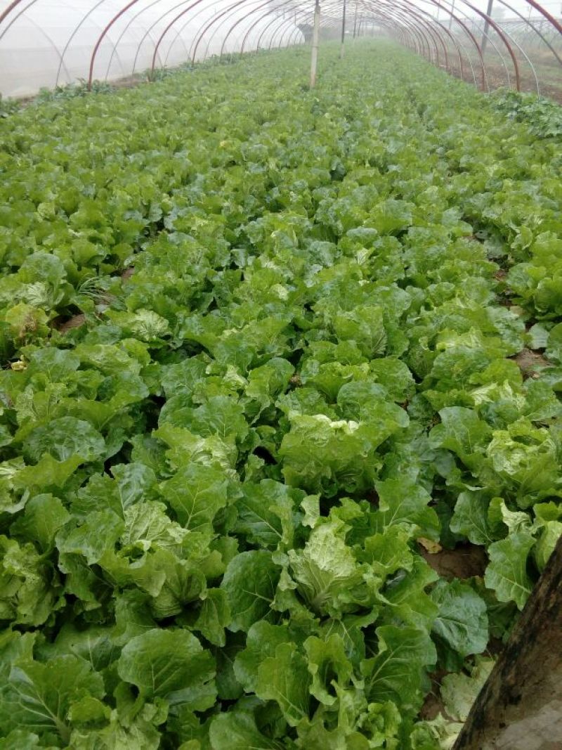 大白菜净菜7斤以上，产地直发，量大从优，欢迎来电咨询