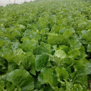 大白菜净菜7斤以上，产地直发，量大从优，欢迎来电咨询