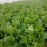 大白菜净菜7斤以上，产地直发，量大从优，欢迎来电咨询