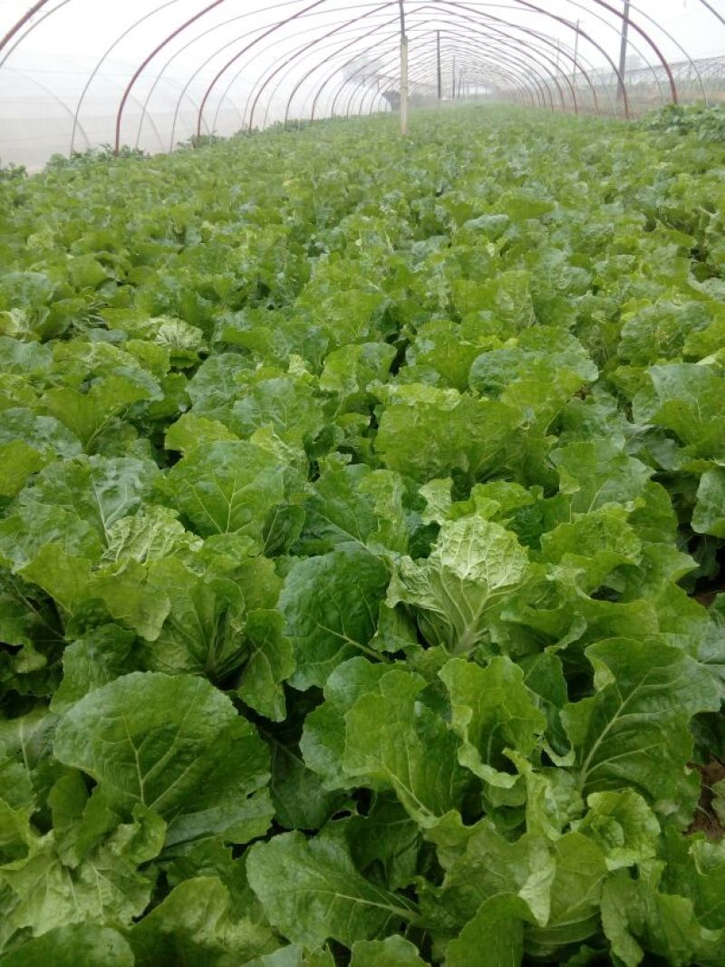 大白菜净菜7斤以上，产地直发，量大从优，欢迎来电咨询