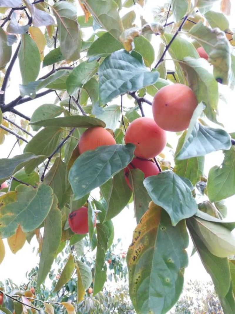 柿饼一斤12-15个通货