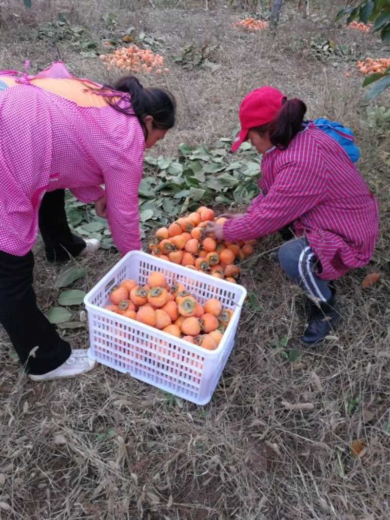 柿饼一斤12-15个通货