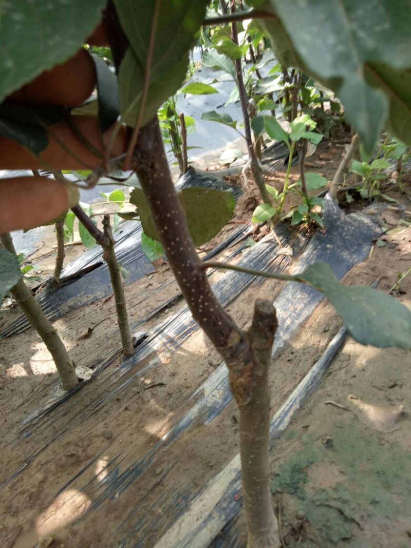 红富士苹果树苗70~80cm嫁接苗根系发达成活率高