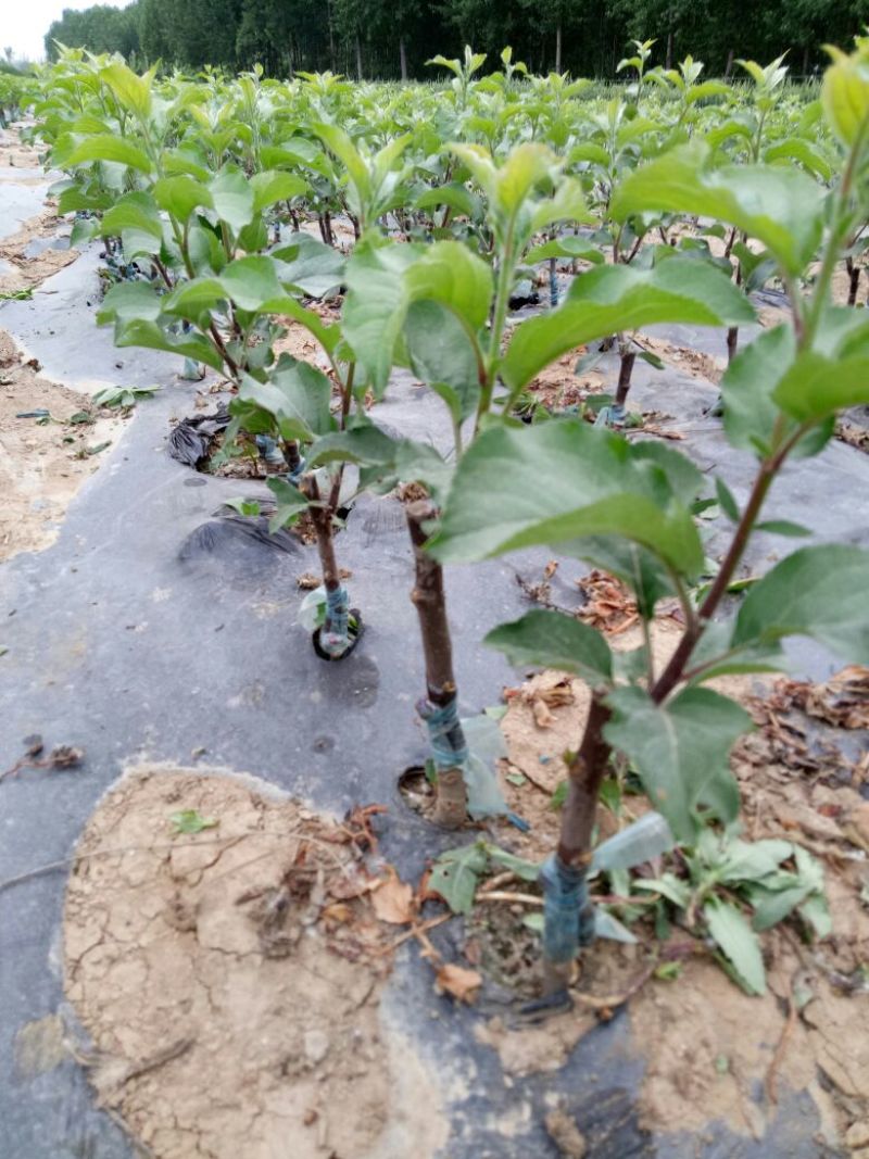 维纳斯黄金苹果苗：世界一号苹果苗，王林苹果苗1，2，3年