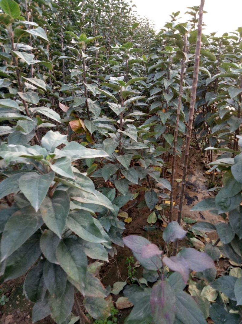 维纳斯黄金苹果苗：世界一号苹果苗，王林苹果苗1，2，3年