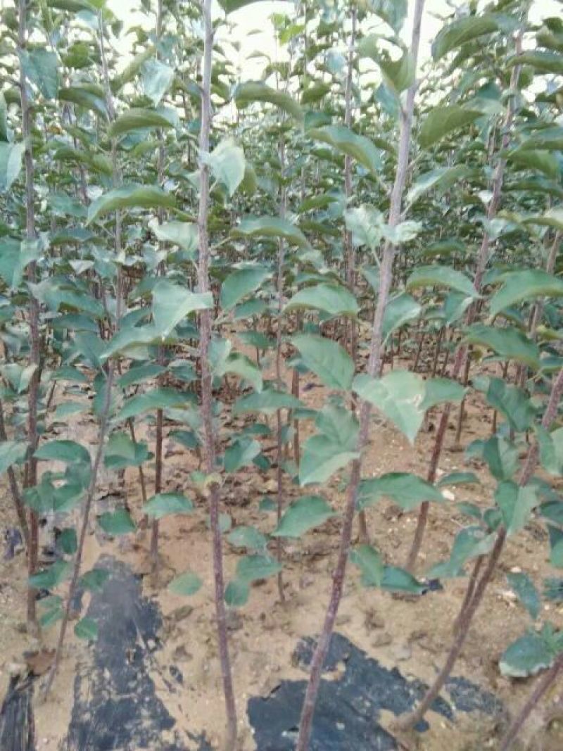 维纳斯黄金苹果苗：世界一号苹果苗，王林苹果苗1，2，3年