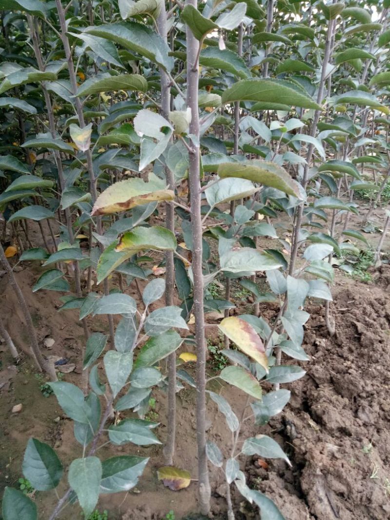 维纳斯黄金苹果苗：世界一号苹果苗，王林苹果苗1，2，3年