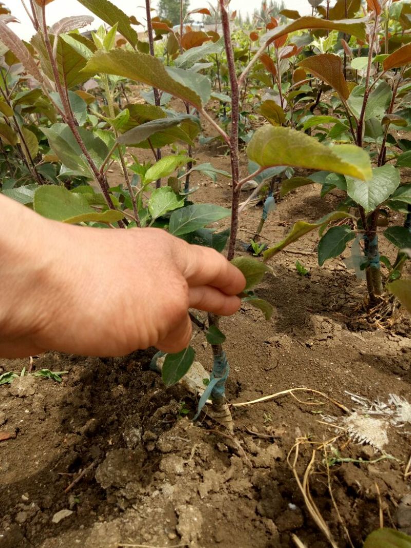 维纳斯黄金苹果苗：世界一号苹果苗，王林苹果苗1，2，3年