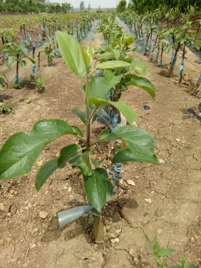 维纳斯黄金苹果苗：世界一号苹果苗，王林苹果苗1，2，3年