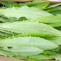美冠30~35厘米以上质量保证货源充足全国发货欢迎咨询