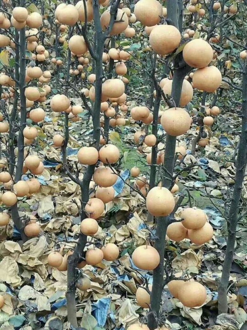 玉露香梨树苗0.8~3cm100~150cm