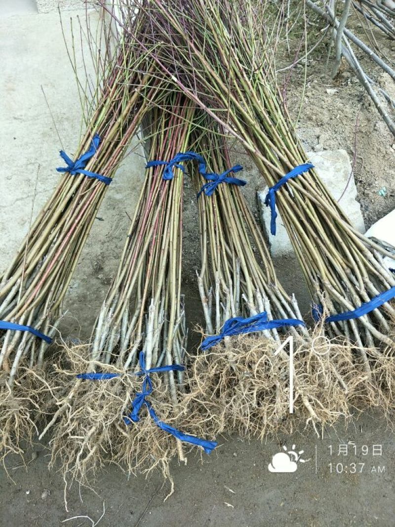 中蟠11号桃树苗黄肉毛蟠桃